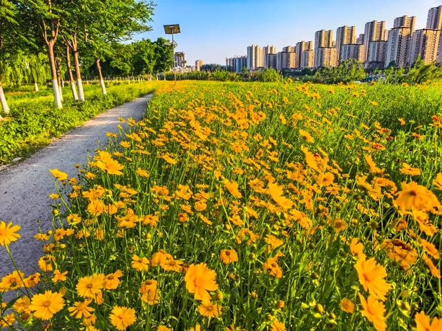 惊艳！阜阳颍河边“金色花海”，藏不住了