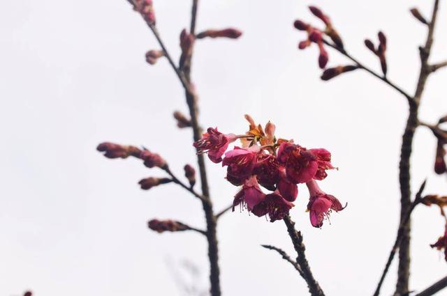 寒冬樱色 一眼心动 快来华容杏福园邂逅2026第一缕春信