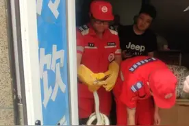 居民区惊现野生蛇，救援队员两分钟徒手捉蛇图片