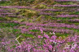 铅山：桃花开 引客来图片