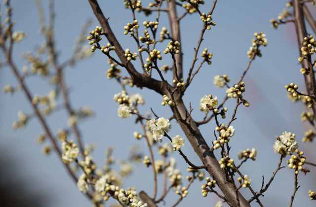 快冲！即将开遍日照！