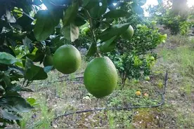 凉山阿布洛哈村：产业发展让村民“钱袋子”鼓起来图片