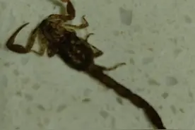 72岁老人吃山竹被钻出的蝎子咬伤，店家回应图片