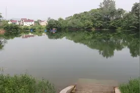 “水中大熊猫”长什么样？跟随桃花水母发现者的镜头一起一窥真容吧！图片