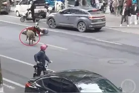 潮新闻揭秘“野猪猎人”：护林护农，守护一方安宁图片