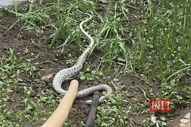 武汉青山居民家中蛇出没，警消联动上演“捕蛇记”图片