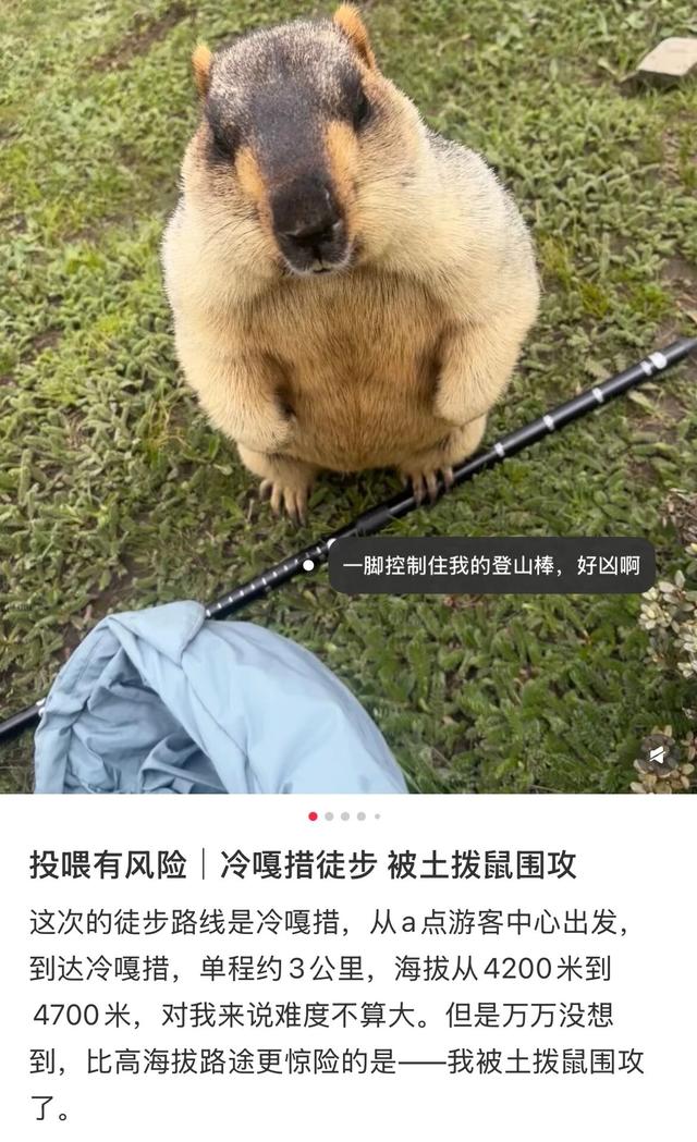 去高原遇到这网红，劝你看看就算了