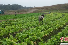 湖南祁阳发展有机蔬菜产业 推动农业产业加速融“湾”图片
