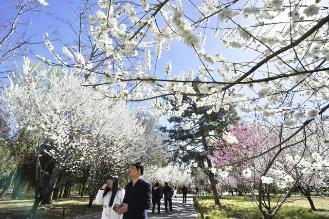 赏花看展淘文创！国家植物园邀您共享“一站式”春日快乐