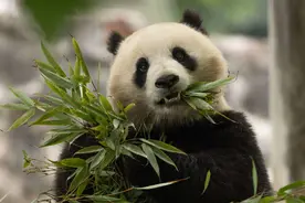 美国国家动物园新一对大熊猫“宝力”和“青宝”首次与公众见面图片