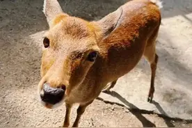 上海“小鹿公园”火了！浦东一座冷门宝藏公园走红！免费的，你去过吗？图片