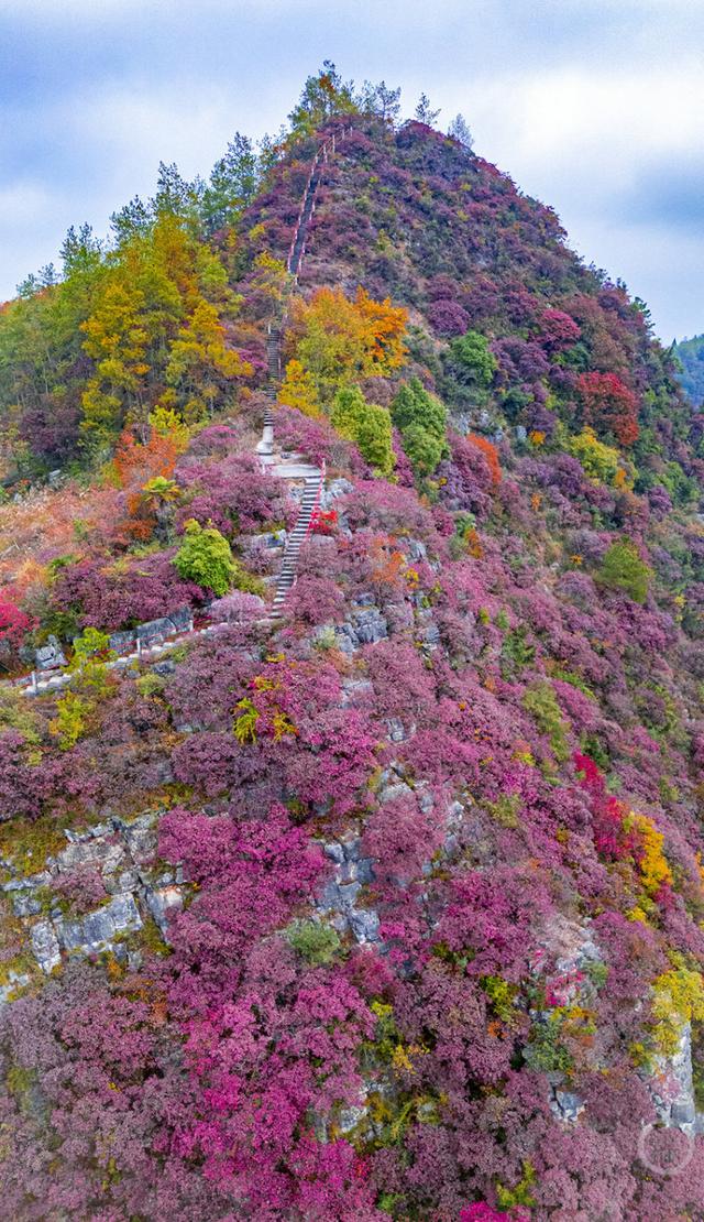 不只火红！巫山还藏着一处梦幻红叶谷