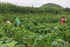 开阳县冯三镇：紫苏迎丰收 香飘致富路图片