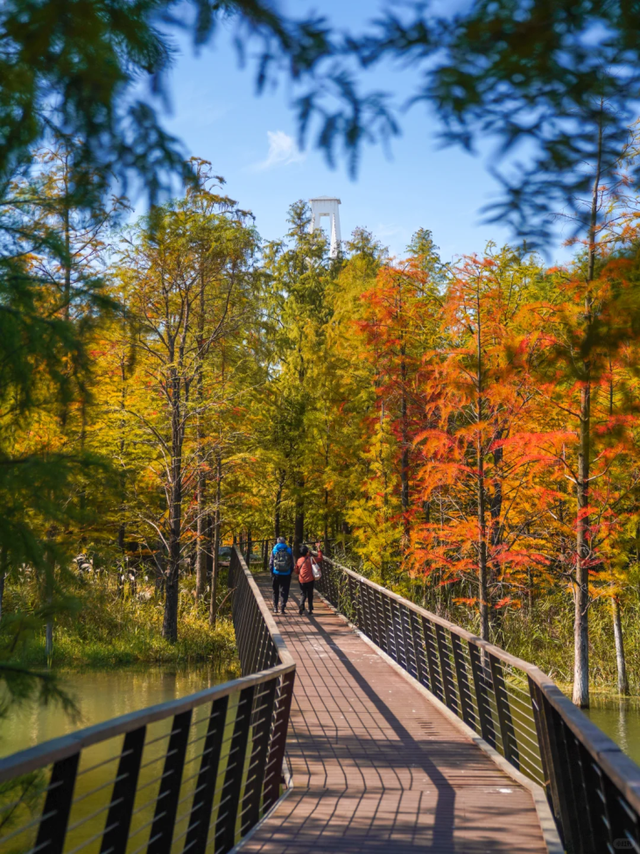 落羽杉红了！在上海发现了免费的阿勒泰同款梦幻秋景→
