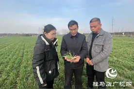 驻马店：小麦进入返青期 农技专家田间开“良方”图片