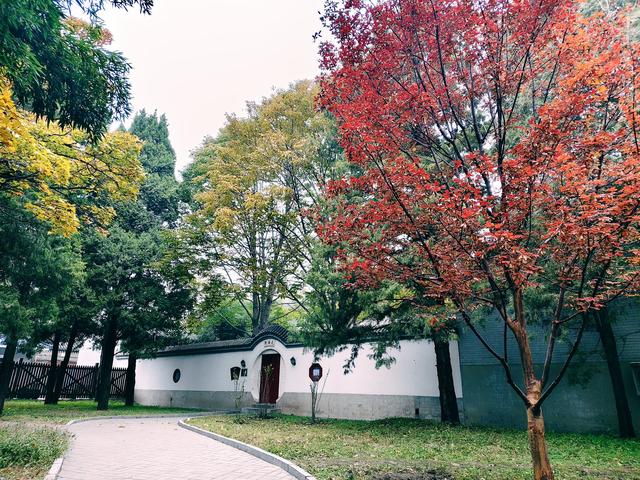 重阳紫竹院，菊香漫园