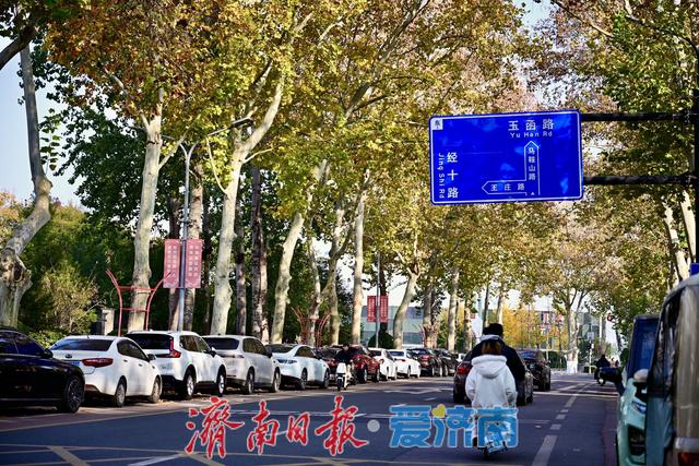 一年四季 泉在济南丨马鞍山路梧桐披“渐变彩裳”，秋末冬初诗意浓