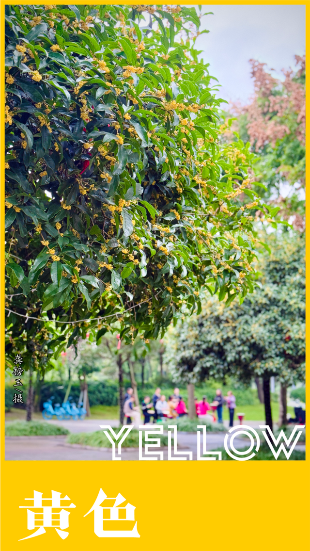 收藏这套双流秋天专属色卡，跟着拍，出片率100%