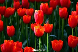 浙江金华郁金香迎春绽放图片