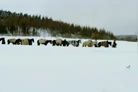 重温经典｜《闯关东》制片人解密“名场面”背后的大挑战图片