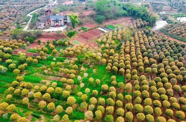 超6000亩桂花盛开~1小时车程奔赴金秋盛宴，免费！