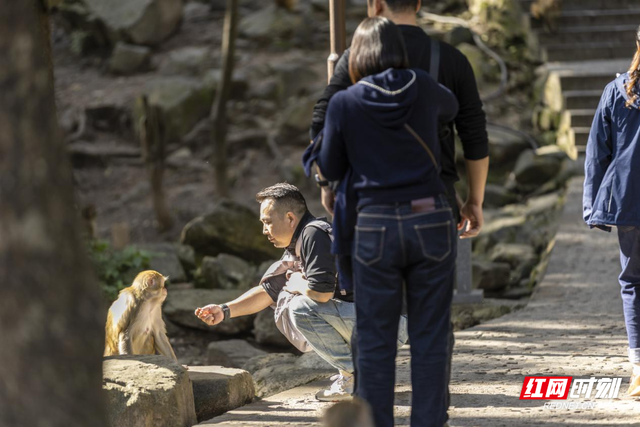 张家界十里画廊“猴趣”盎然，猕猴群成峡谷灵动风景线