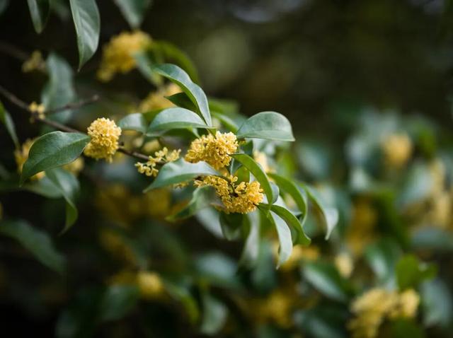 抓住晴天的尾巴！静安限时浪漫秋色，再不去就亏了丨静宝聊天室