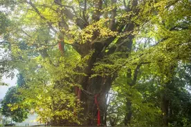 山水龙泉驿系列报道 | 看过来，这里有份龙泉驿古树“写真集”图片