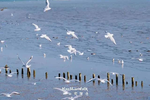 “春运都没这么多人”！深圳知名景区刷屏，网友纷纷“劝退”！