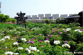 曹州牡丹园里看牡丹图片