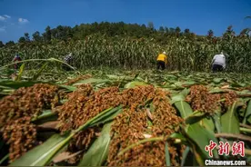 贵州金沙：高粱红 秋收忙图片