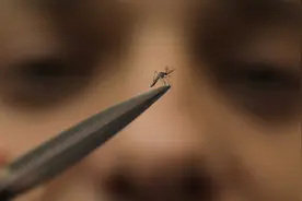 公蚊子有时也会吸血图片