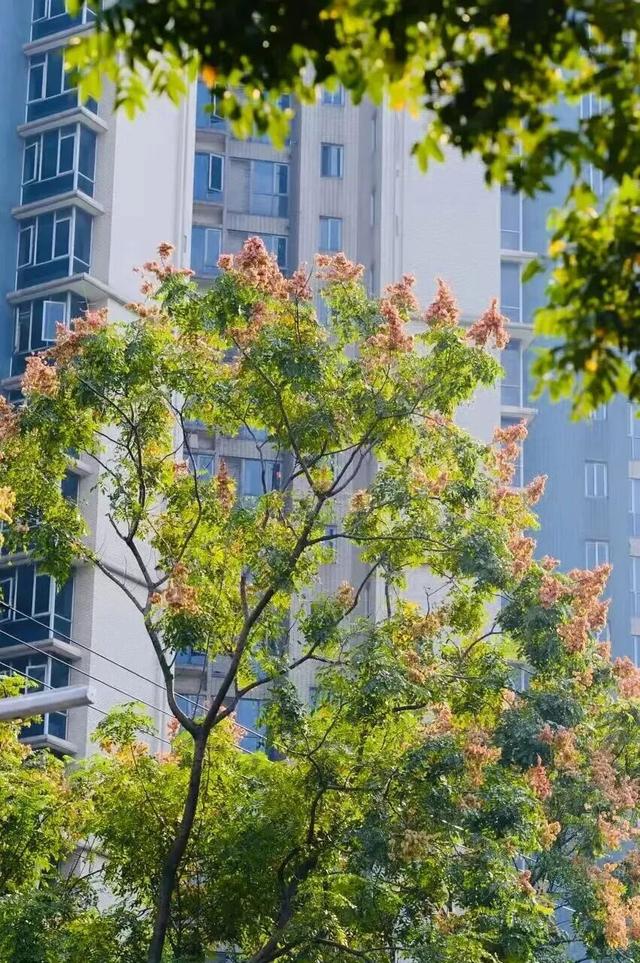 抓住晴天的尾巴！静安限时浪漫秋色，再不去就亏了丨静宝聊天室