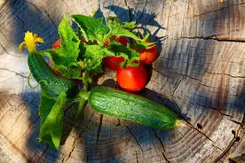 在家种点菜，增强免疫力图片