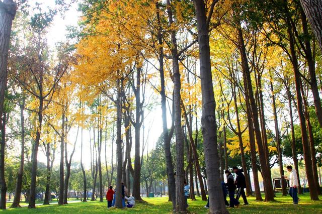 江苏苏州：桐泾公园斑斓冬景引客来
