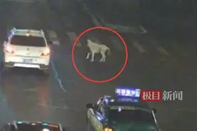 街头惊现一匹小马，警民齐心将它送回主人家图片