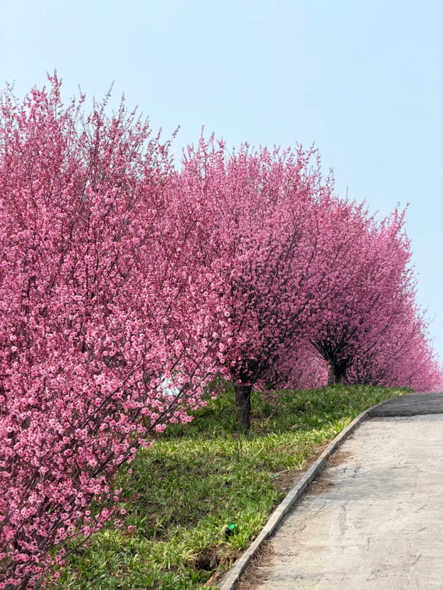 谁能拒绝郑州的春天？这篇攻略带你看遍满城繁花