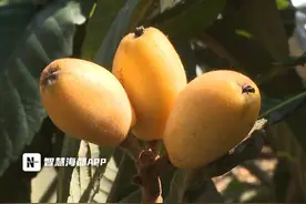 春季水果上新！泉州这里“黄金果”挂满枝头图片