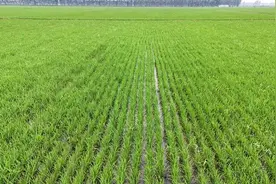 提高补助标准！广东建立健全耕地保护“三位一体”补偿激励机制图片