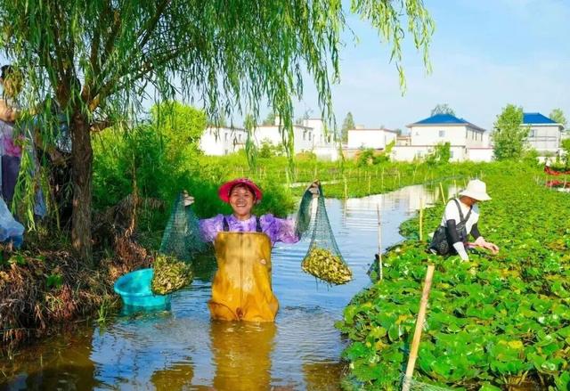 唱菱歌 划菱船 采龙菱！司马光小镇第六届采菱文化体验活动举行