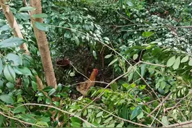 绿地上饲养家禽？他们及时处置图片