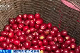 国际咖啡期货价格暴涨 云咖潜力显现图片