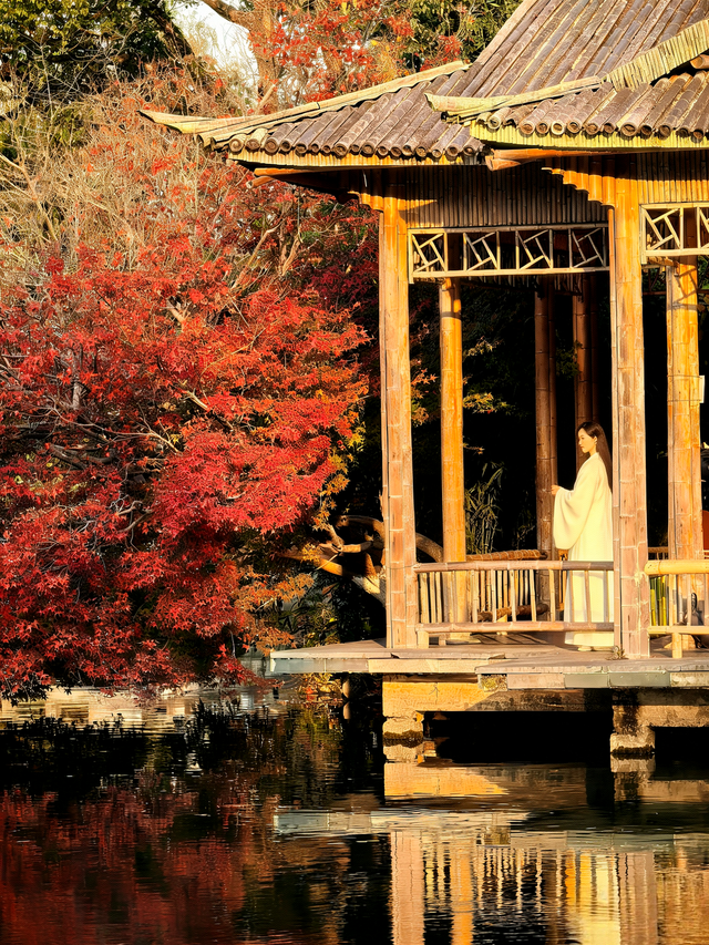 晚潮｜西湖赏枫人群中为何少了苏轼