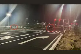 惊！两匹马冒险逃逸，横穿马路，最后……图片