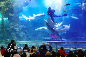 山东青岛：海底世界“舞”新春图片