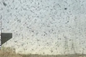 到处黏鸽粪，纱窗常年被鸽毛糊死！北京一住户头顶上竟养了200多只鸽子？图片