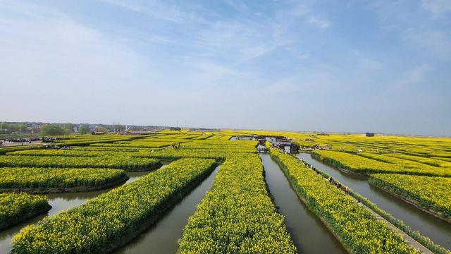江苏泰州：兴化垛田油菜花绽放 尽显春日生机