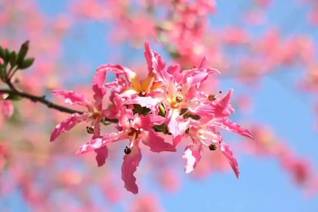 一秒圈“粉”！湛江这片浪漫花海，谁拍谁好看！