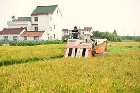 试种成功！金山这里的“八月粳”正式开镰图片