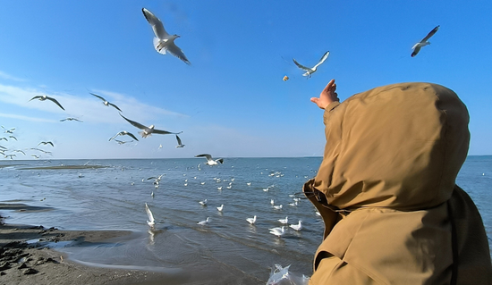 博斯腾湖环湖公路数千水鸟与游客同框 生态美景成打卡热点
